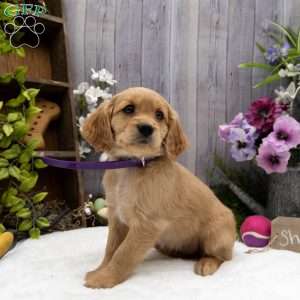 Shelby, Miniature Golden Retriever Puppy